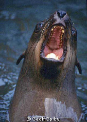 what big teeth you have! Cape fur seal by Geoff Spiby 